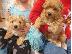 PoulaTo: Maltipoo Pups έτοιμα τώρα