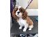 PoulaTo: κουτάβια του σκύλου Cavalier King Charles Spaniel