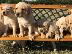 PoulaTo: Κουτάβια Golden Retriever
