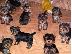 PoulaTo: Yorkshire Terrier καθαροαιμα κουταβια Αθηνα-Κρητη-Νησια 6979314054...