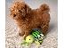PoulaTo: Toy Poodle κουτάβια Whatsapp/Viber +48785742139
