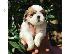 PoulaTo: Πωλούνται κουτάβια Shih Tzu