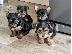 PoulaTo: Πωλείται κουτάβι Yorkshire Terrier