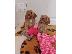 PoulaTo: Cavapoo Red
