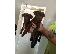 PoulaTo: Patterdale Terrier κουτάβια