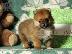PoulaTo: Pomeranian {€280}