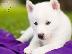 PoulaTo: Ζητειται Siberian Husky