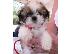 PoulaTo: Τα γλυκά κουτάβια Shih Tzu