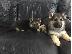 PoulaTo: Boy German Shepards Έτοιμο