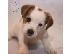 PoulaTo: Αξιολάτρευτα κουτάβια Jack Russell