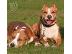 PoulaTo: AMSTAFF American stafffordshire