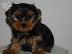 PoulaTo: Yorkshire terrier