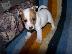 PoulaTo: Yorkshire Terrier Καθαροαιμα κουτάβια ευκαιρία 6988190151 ΑΘΗΝΑ...