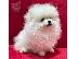 PoulaTo: Κουτάβια Pomeranian