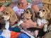 PoulaTo: Όμορφα κουτάβια Beagle
