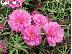 PoulaTo: 200+ Σποροι Portulaca grandiflora