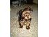 PoulaTo: Yorkshire terrier Mini