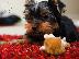 PoulaTo: YORKSHIRE TERRIER