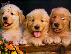 PoulaTo: golden retriever