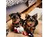 PoulaTo: Κουτάβια Yorkshire Terrier αγνή φυλή