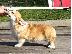 PoulaTo: Welsh Corgi κουτάβια