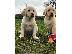 PoulaTo: Γλυκά Golden Retriever κουτάβια προς πώληση