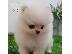 PoulaTo: Φοβερά κουτάβια Pomeranian