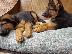 PoulaTo: Boy German Shepards Έτοιμο