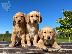 PoulaTo: Πωλείται κουτάβι Golden Retriever